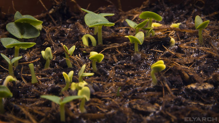 frame from a video: 3D CG incorporated into live footage: seedling time lapse